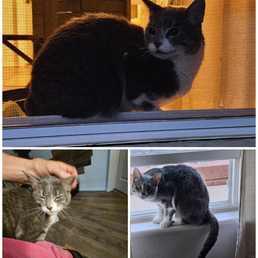 Enlarge Stormy, a Adoptable Domestic Short Hair in Durango, CO image 4/4