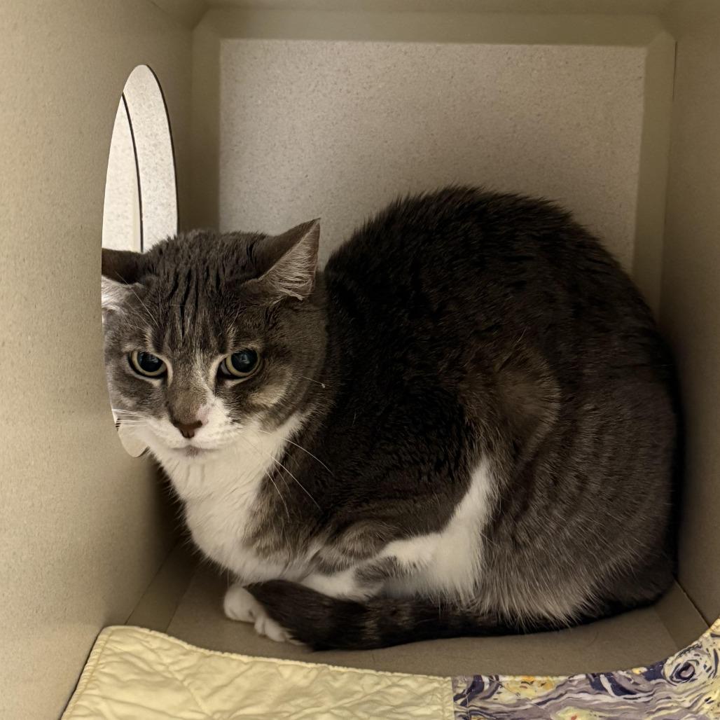 Enlarge Stormy, a Adoptable Domestic Short Hair in Durango, CO image 2/2