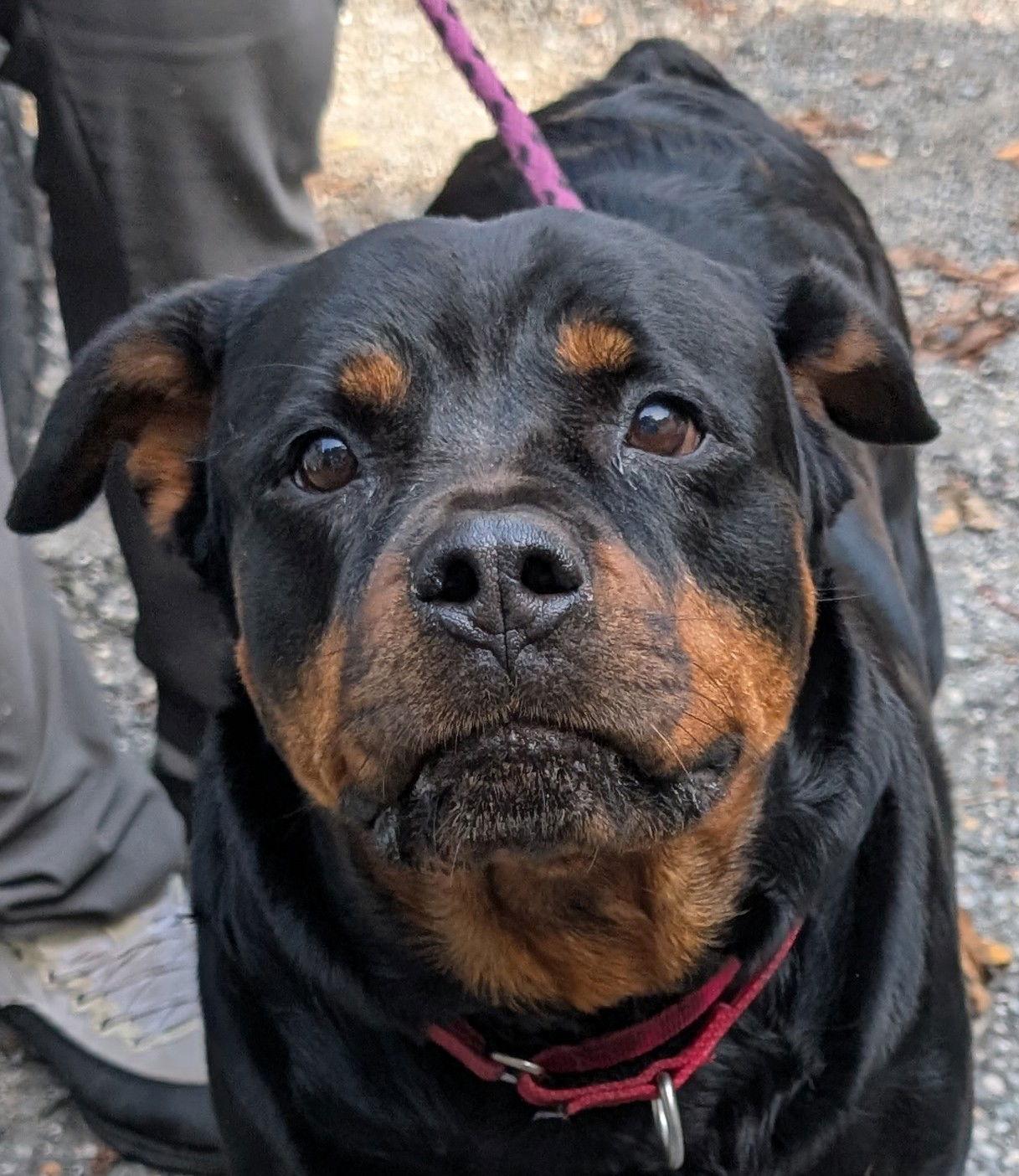 Athena, Adoptable, Adult Female Rottweiler.