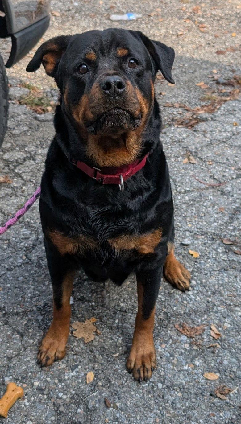 Enlarge Athena, a Adoptable Rottweiler in Hillsboro, NH image 2/3