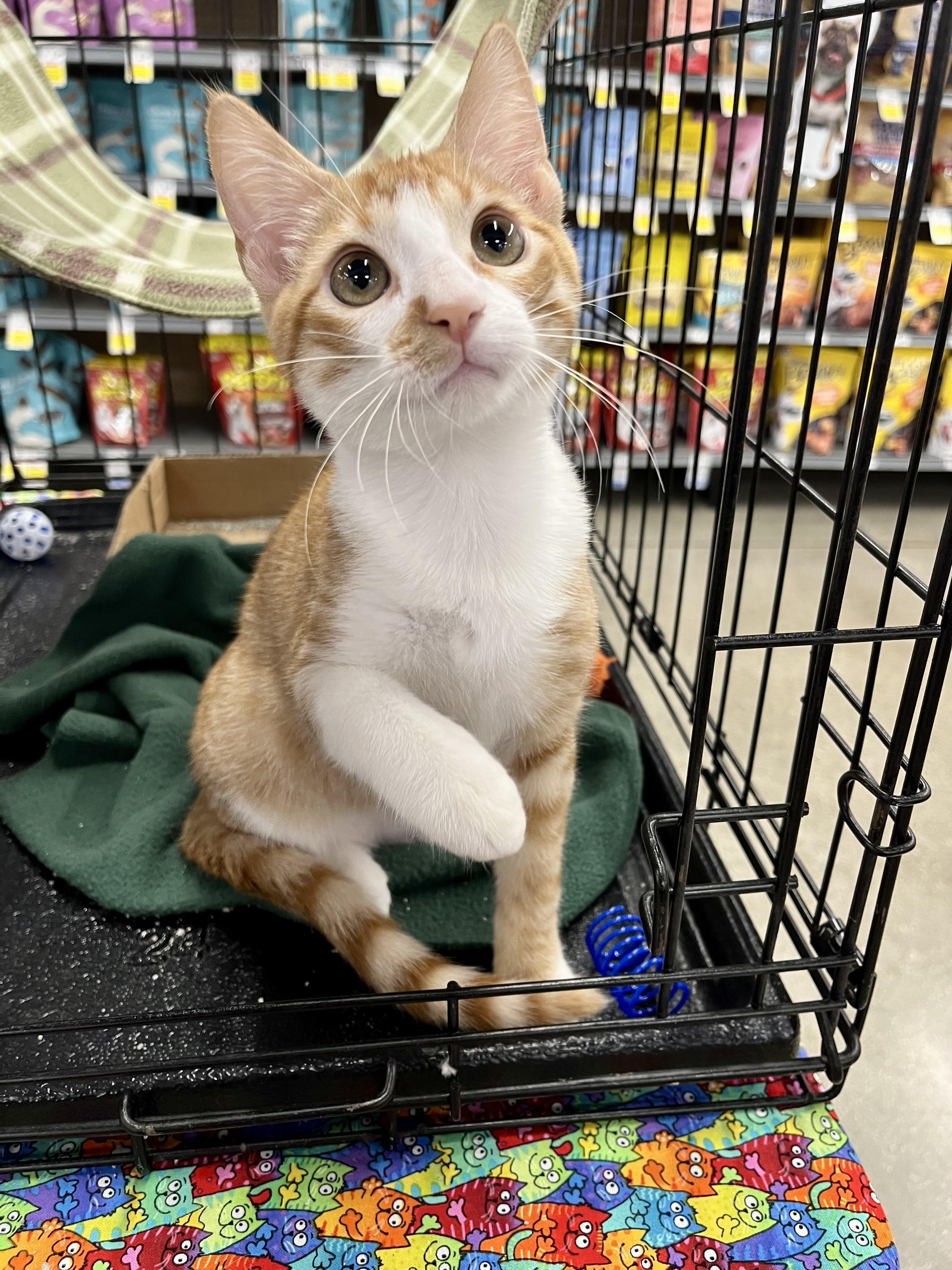 Enlarge Little Petite (boy) RL, a Adoptable Domestic Short Hair in Schertz, TX image 1/1