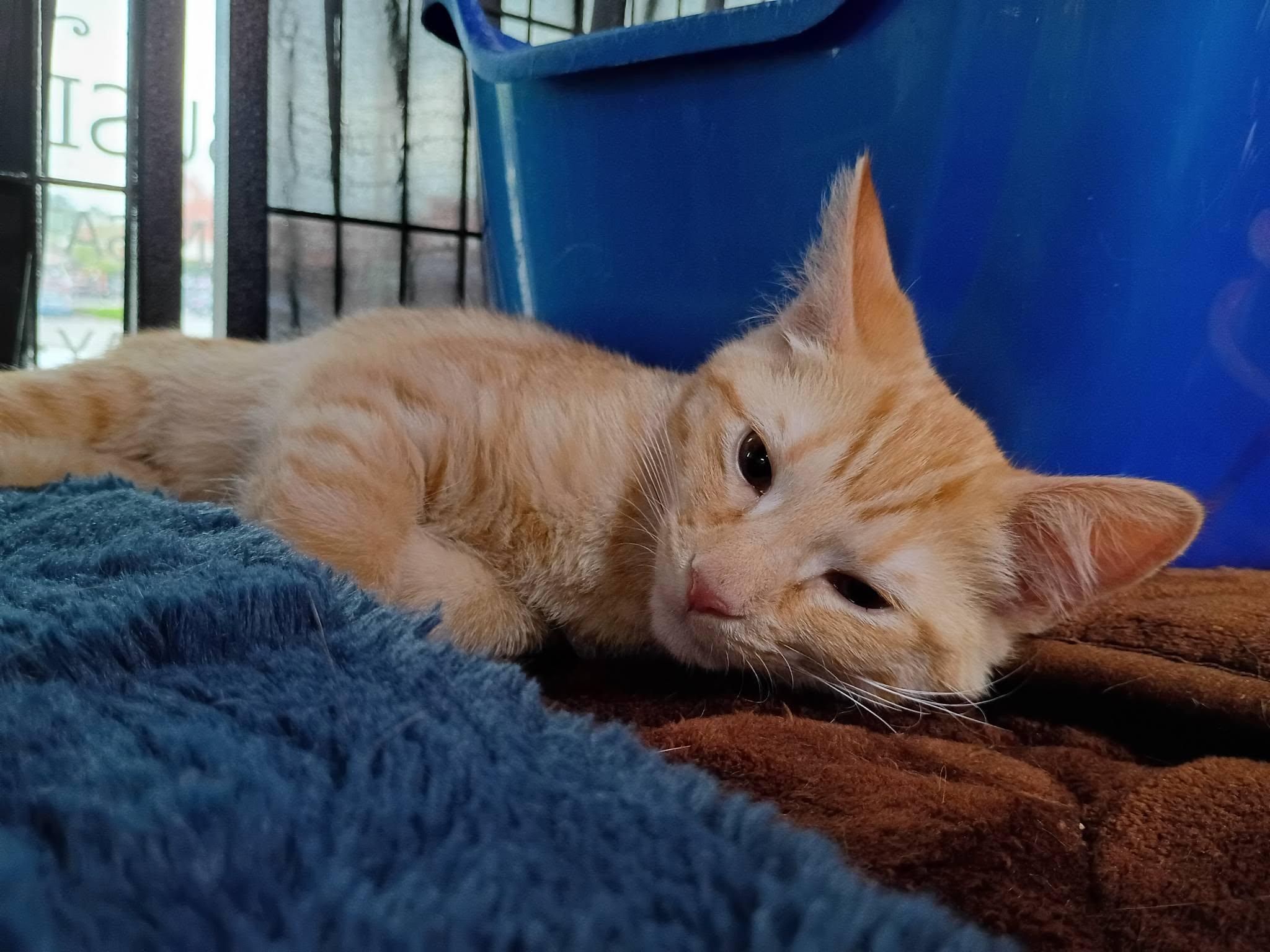 Pumpernickel, a ADOPTABLE Domestic Short Hair in Morgantown, WV image 4/6