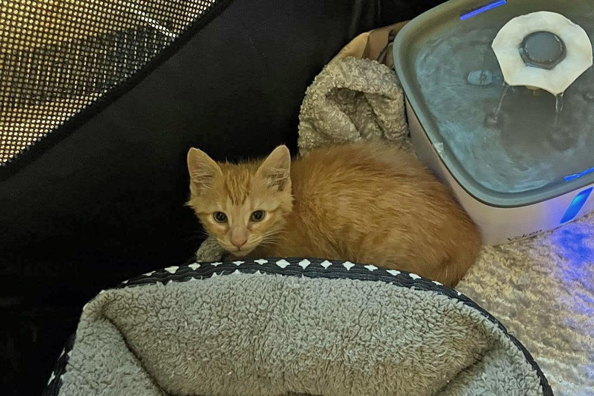 Pumpernickel, a ADOPTABLE Domestic Short Hair in Morgantown, WV image 2/6