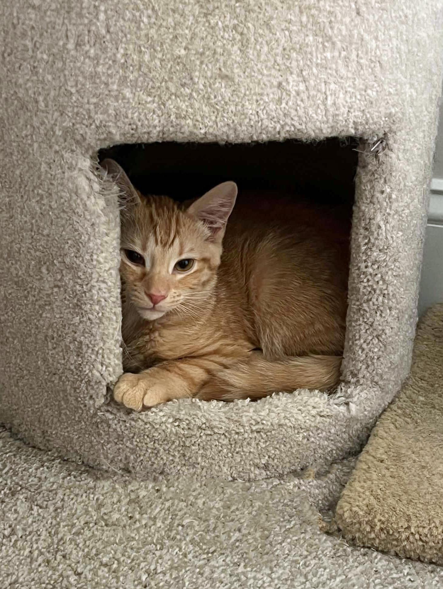 Pumpernickel, a ADOPTABLE Domestic Short Hair in Morgantown, WV image 2/6