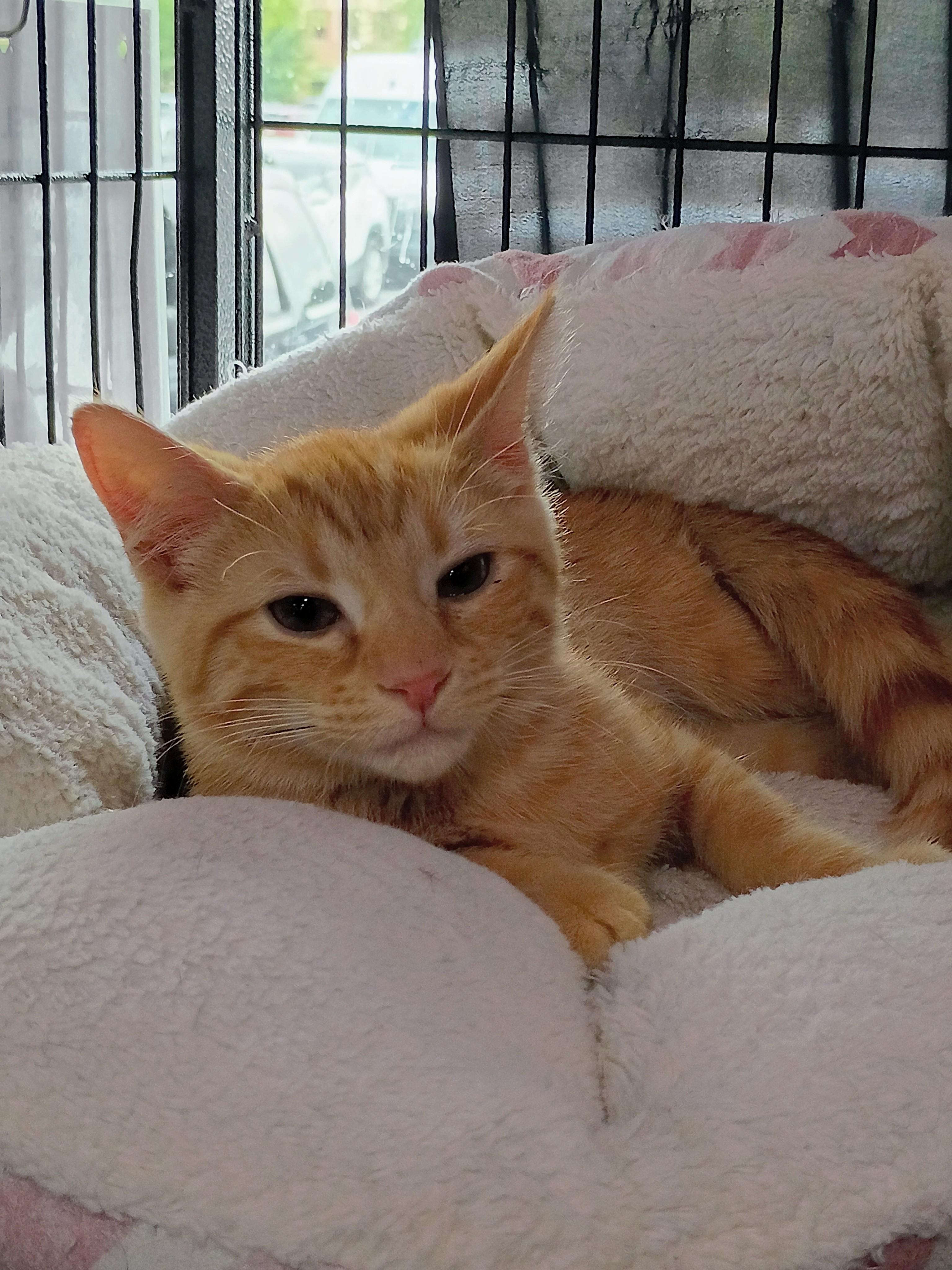 Pumpernickel, ADOPTABLE, Kitten Male Domestic Short Hair.