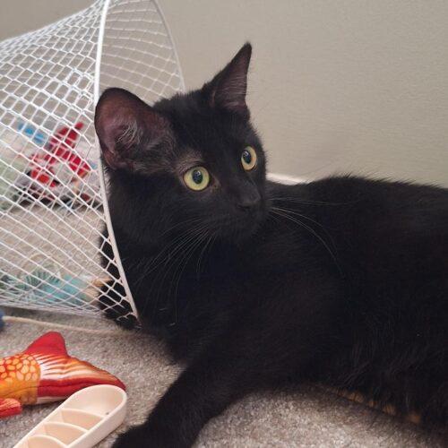 Rhonda — thumbnail 6