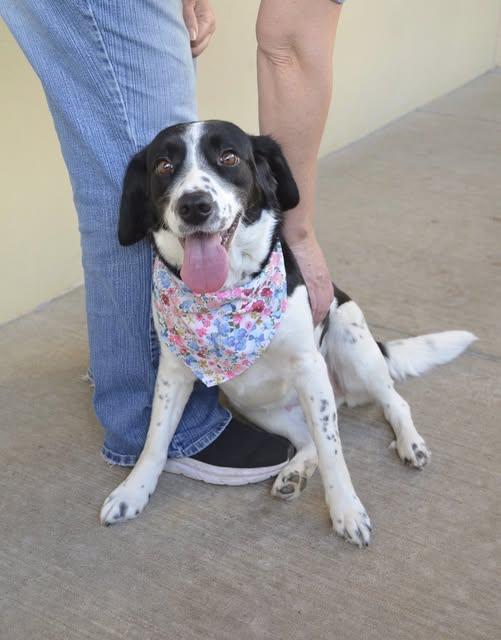 Enlarge Poppy Seed, a Adopted Beagle in McKinney, TX image 1/1