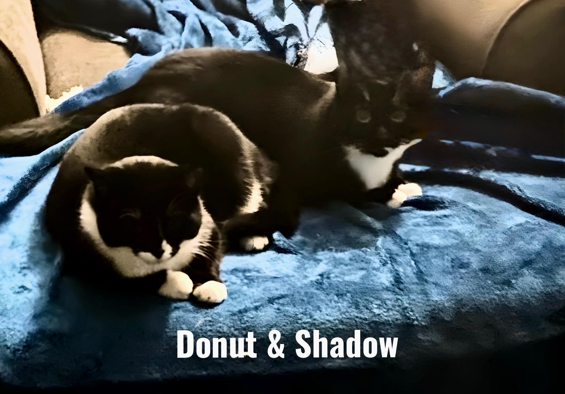Donut and Shadow, adopted, Adult Female Domestic Short Hair.