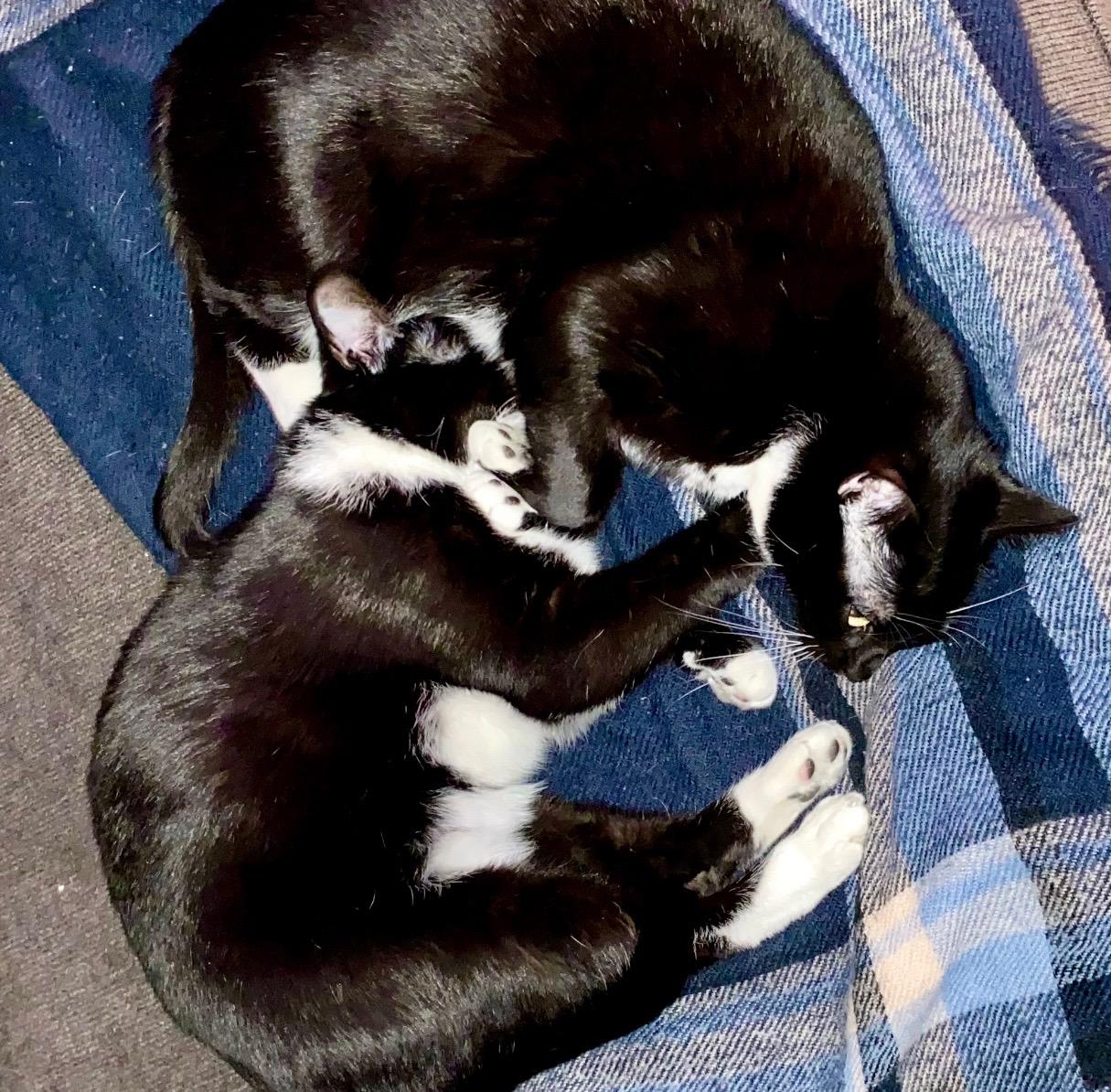 Enlarge Donut and Shadow, an adopted Domestic Short Hair in Covington, KY image 2/6