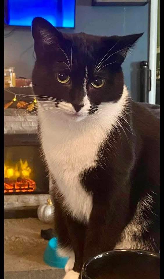 Enlarge Donut and Shadow, an adopted Domestic Short Hair in Covington, KY image 3/6