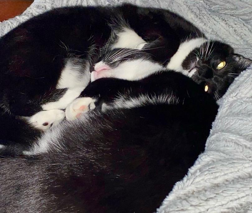 Enlarge Donut and Shadow, an adopted Domestic Short Hair in Covington, KY image 4/6