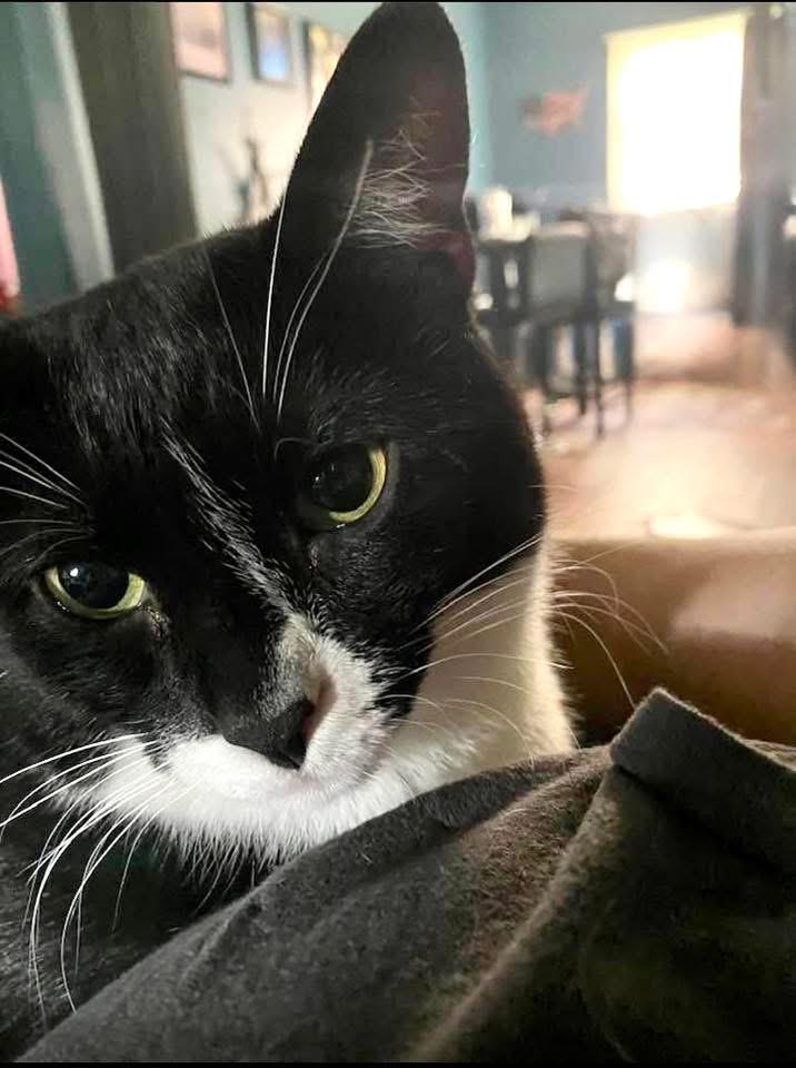 Donut and Shadow, adopted, Adult Female Domestic Short Hair.
