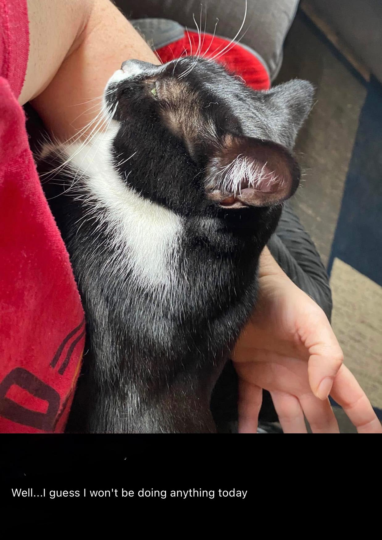 Enlarge Donut and Shadow, an adopted Domestic Short Hair in Covington, KY image 6/6