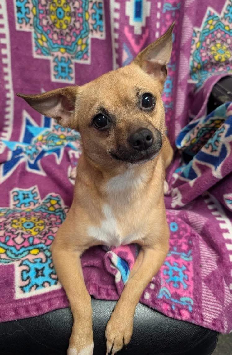 Lola, a Adoptable mixed breed in Lacona, NY image 1/5