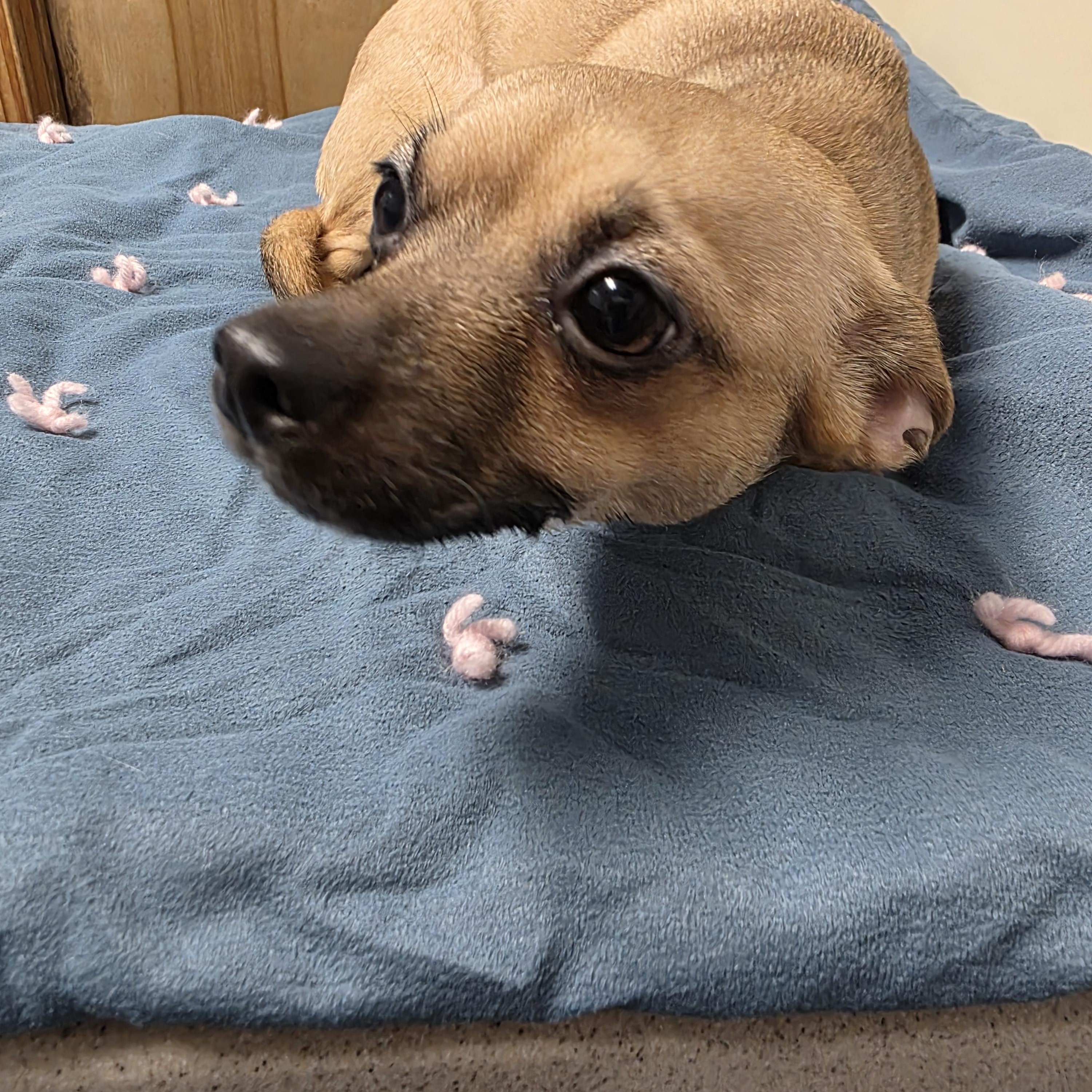 Enlarge Lola, a Adoptable mixed breed in Lacona, NY image 5/6