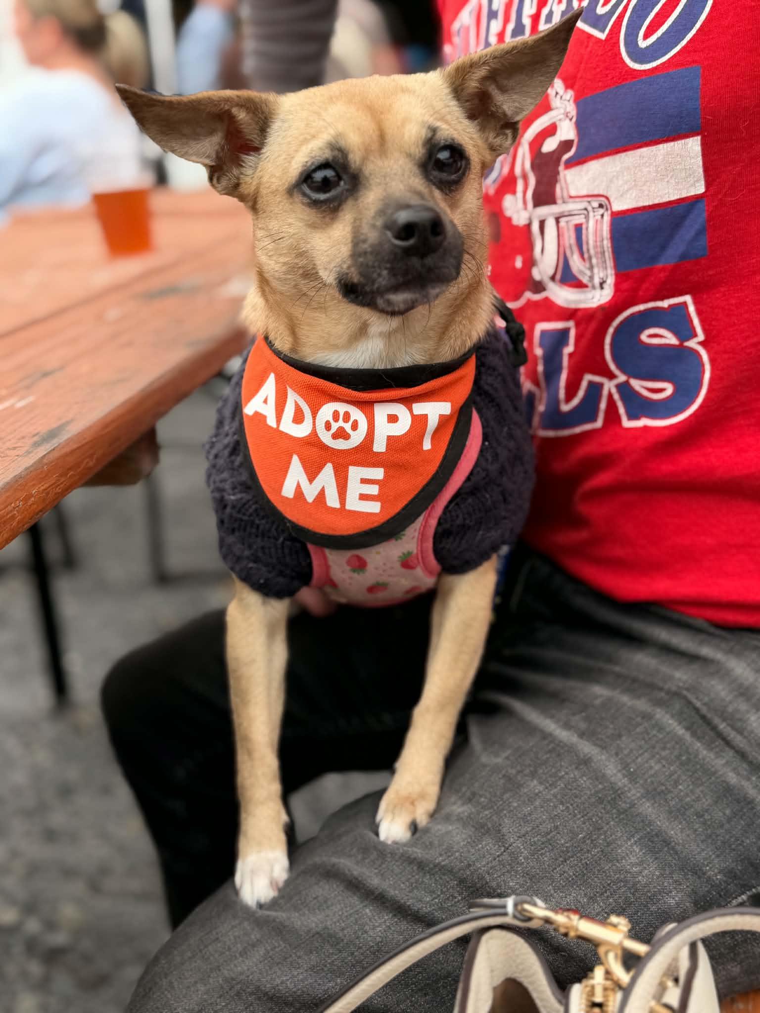 Enlarge Lola, a Adoptable mixed breed in Lacona, NY image 4/6