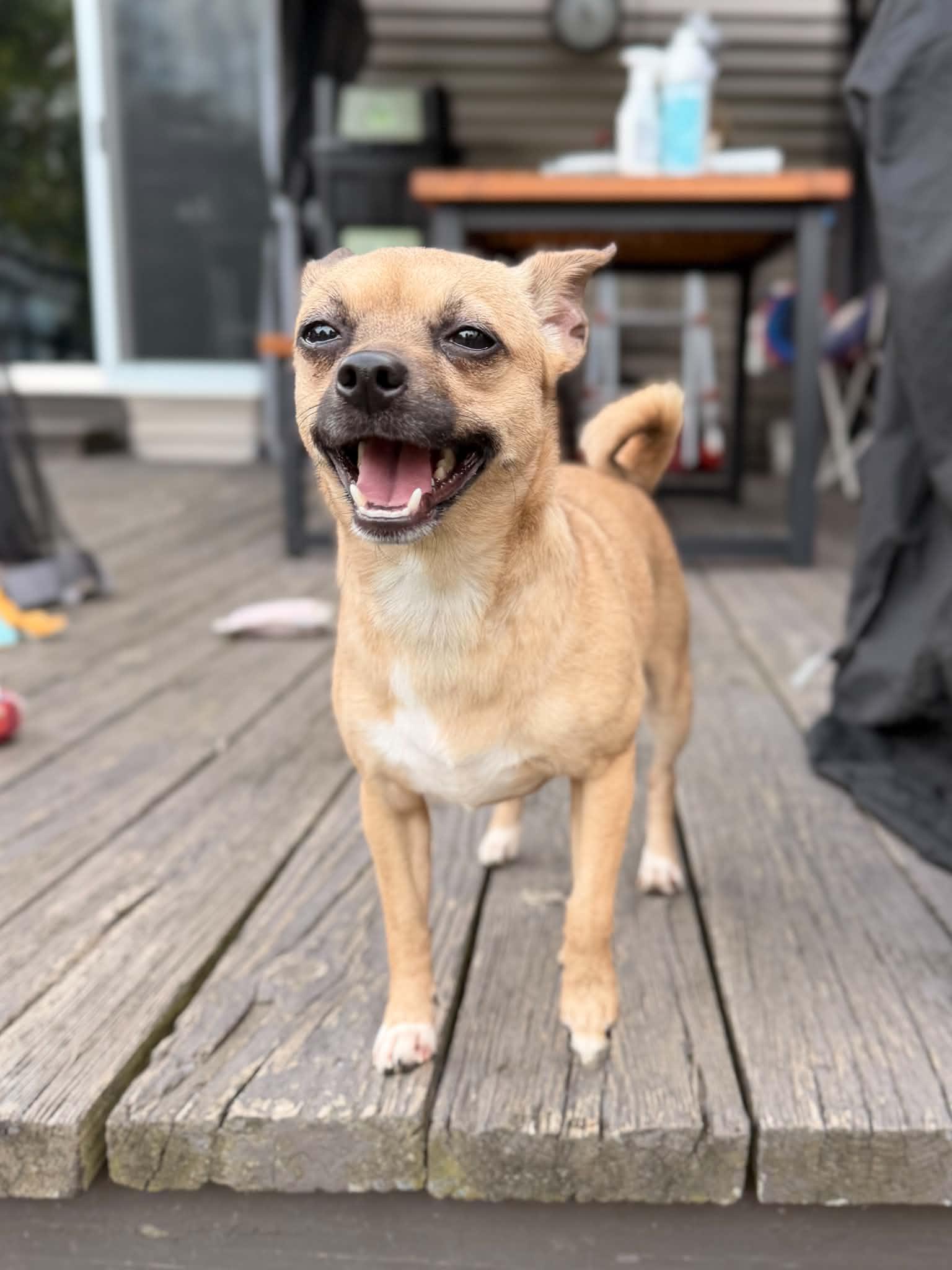 Enlarge Lola, a Adoptable mixed breed in Lacona, NY image 5/6