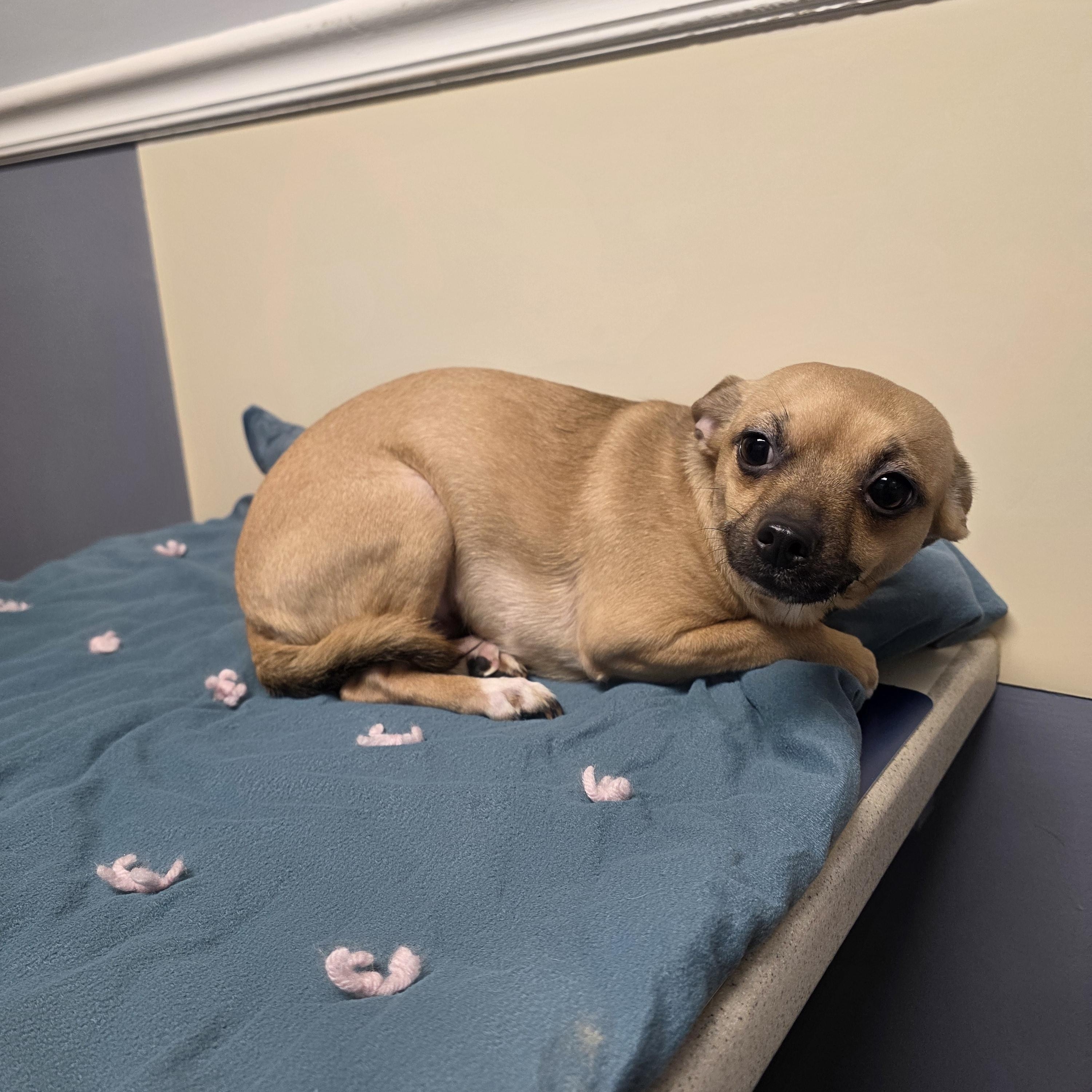 Enlarge Lola, a Adoptable mixed breed in Lacona, NY image 4/6