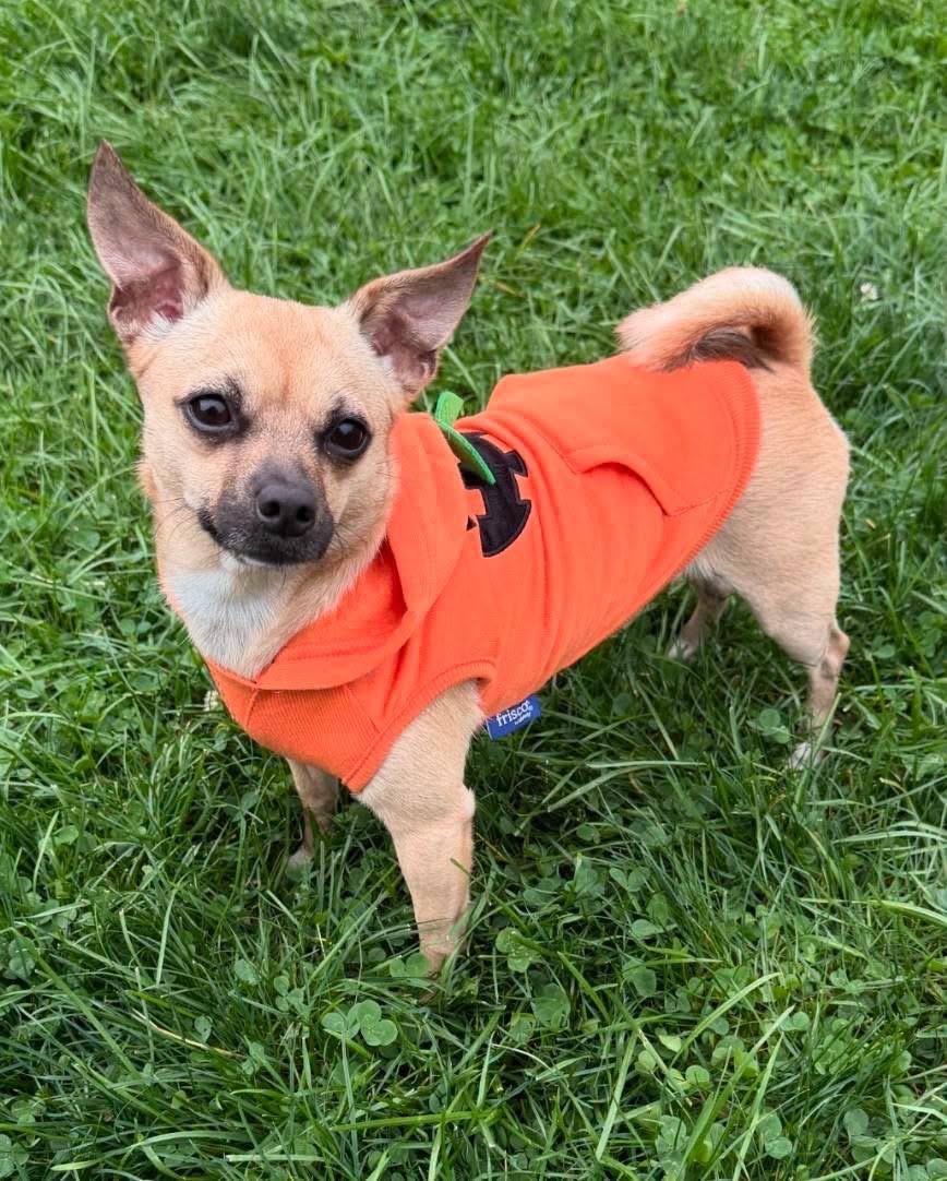 Enlarge Lola, a Adoptable mixed breed in Lacona, NY image 1/6