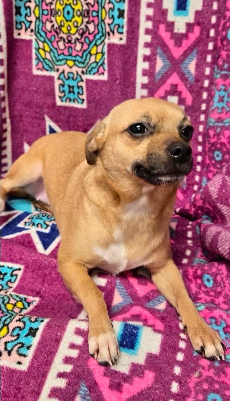 Lola, a Adoptable mixed breed in Lacona, NY image 5/5
