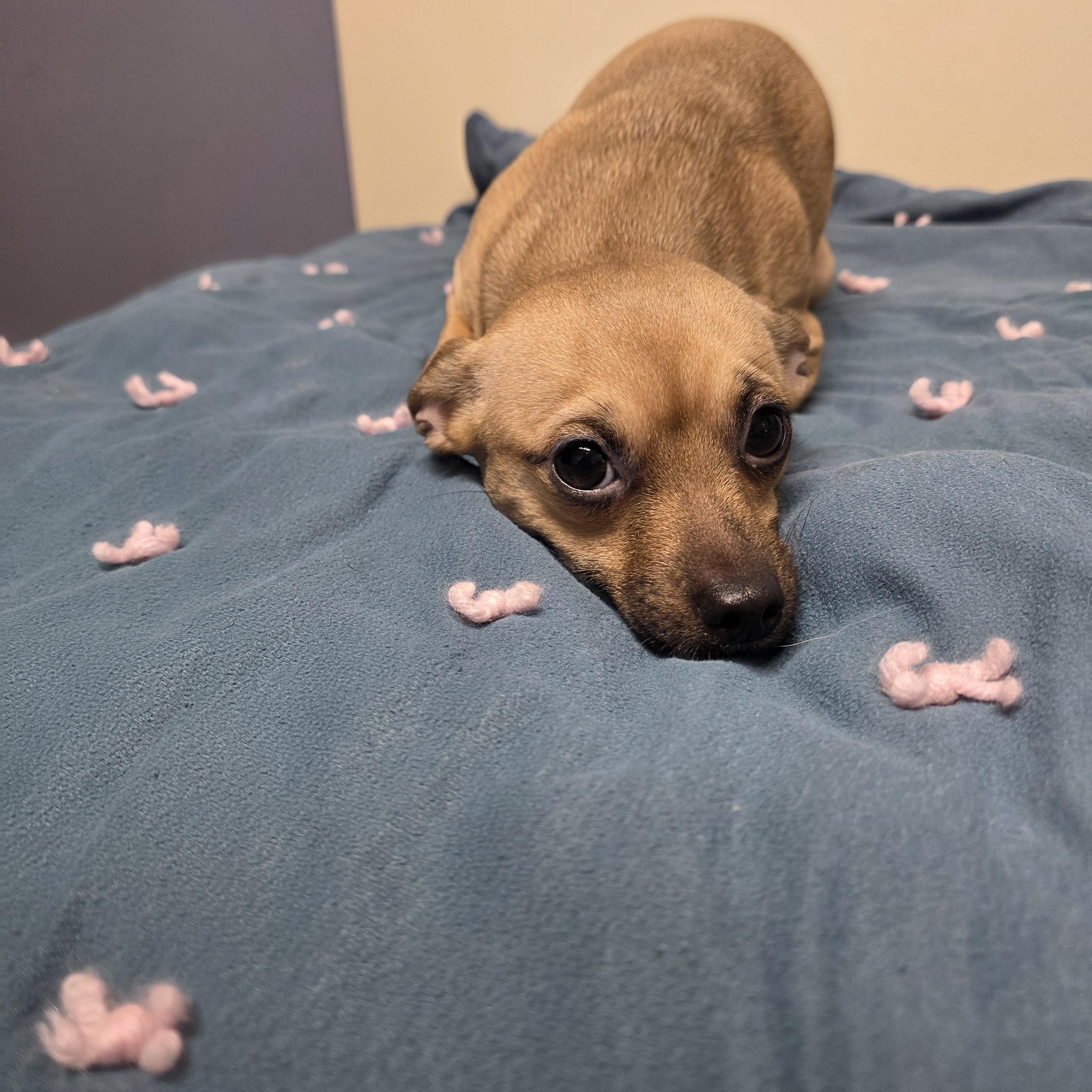 Enlarge Lola, a Adoptable mixed breed in Lacona, NY image 3/6