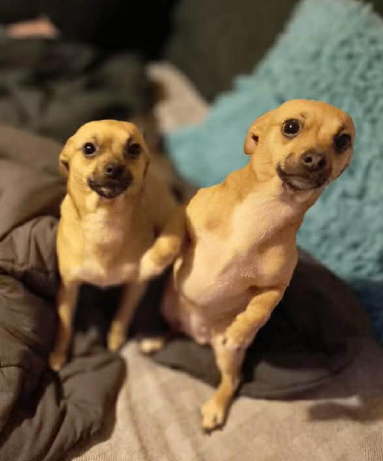 Enlarge Lola, a Adoptable mixed breed in Lacona, NY image 6/6