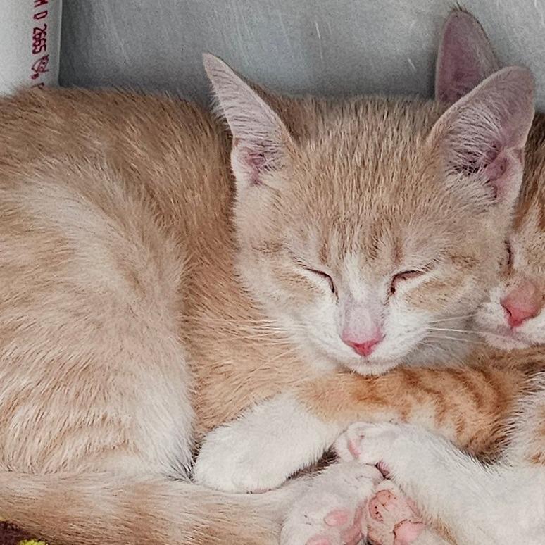 Catboy, Adoptable, Kitten Male Domestic Short Hair.