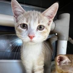 Enlarge Catboy, a Adoptable Domestic Short Hair in Grinnell, IA image 2/3