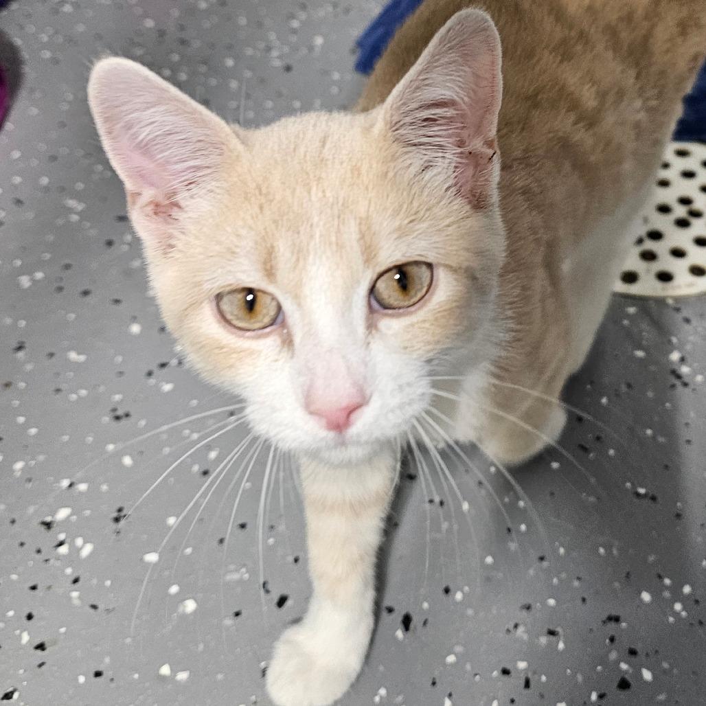 Enlarge Catboy, a Adoptable Domestic Short Hair in Grinnell, IA image 3/3