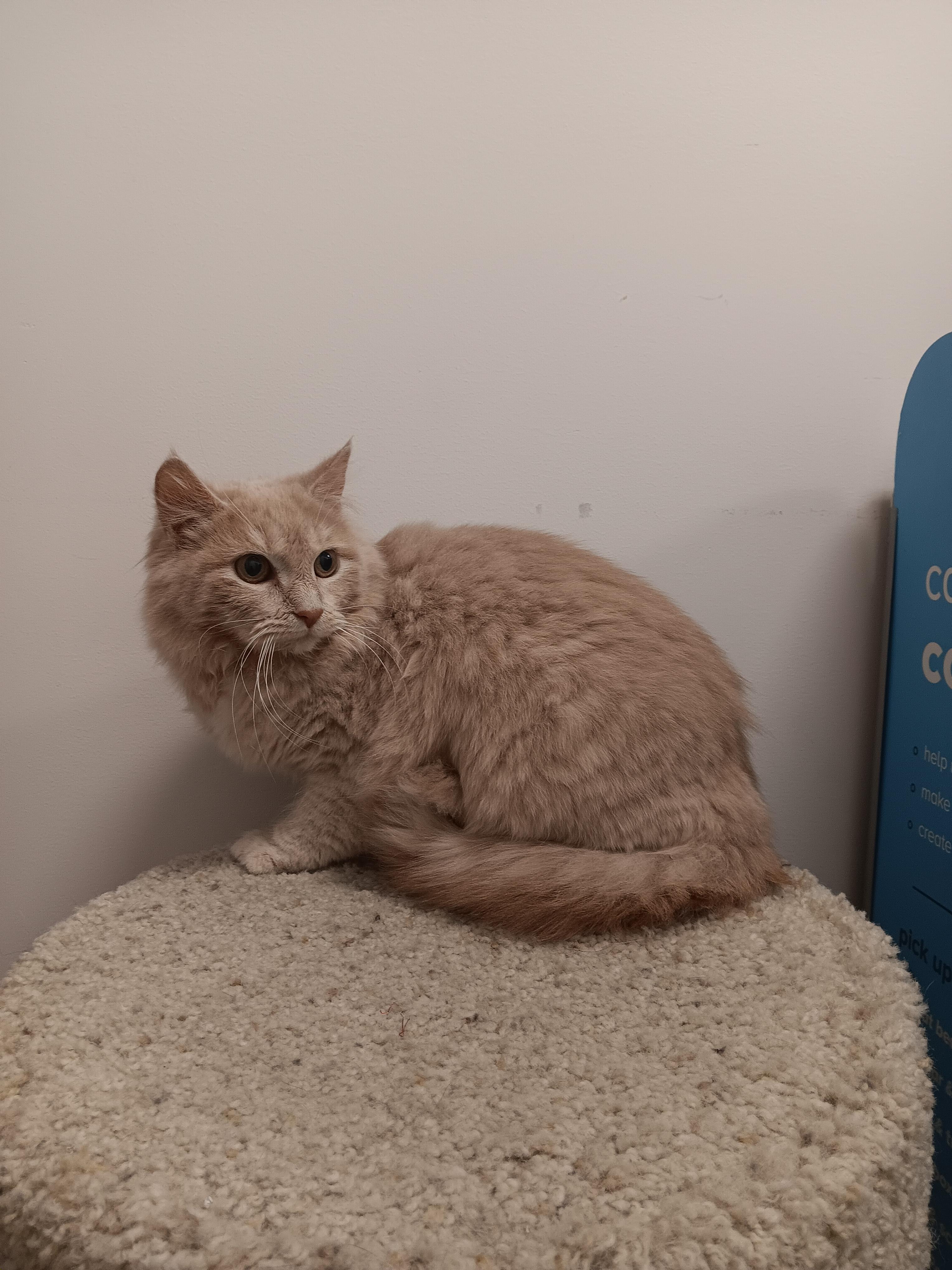 Spice, adopted, Kitten Female Maine Coon & Norwegian Forest Cat.