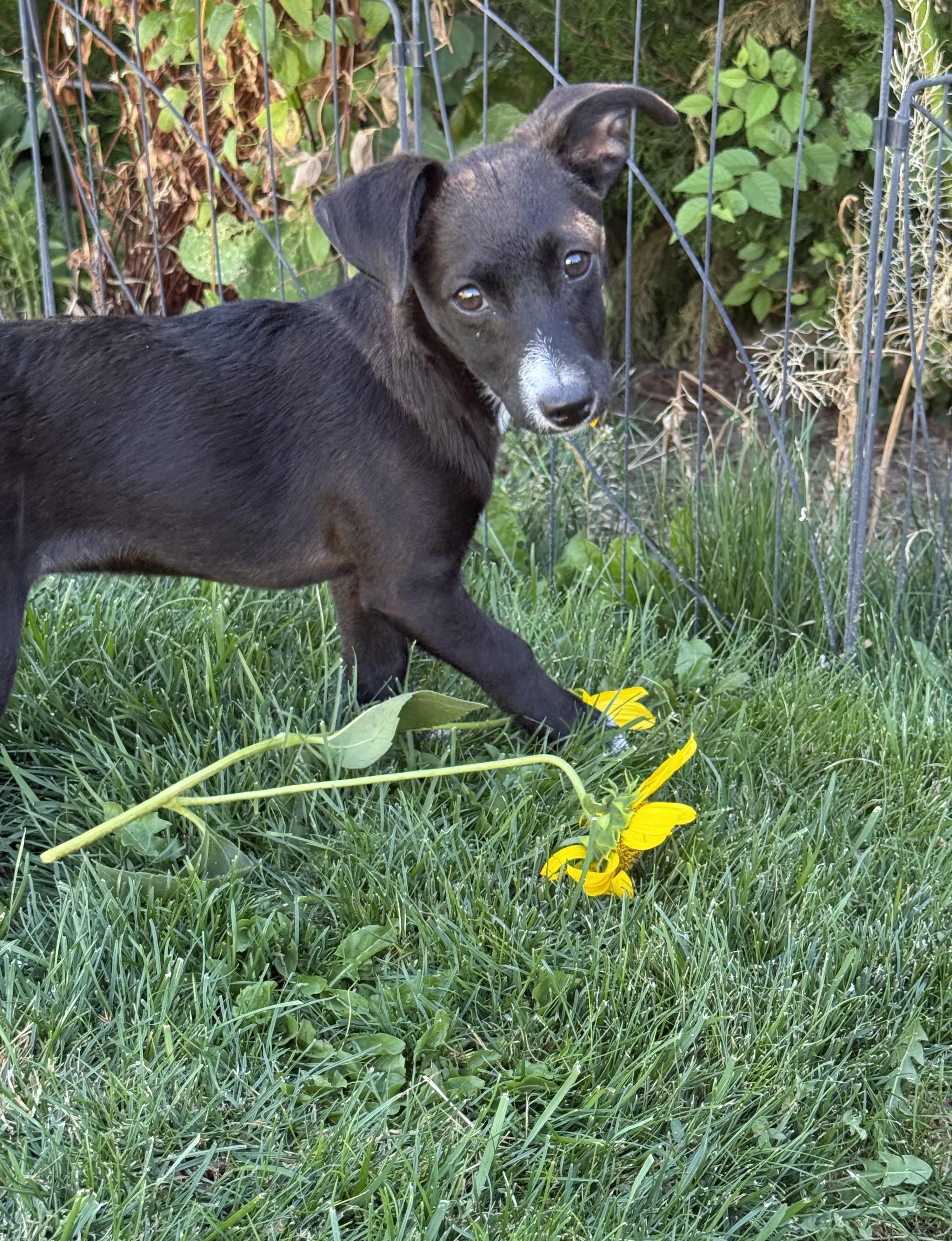 Enlarge Chloe, an adopted mixed breed in Gardnerville, NV image 1/2