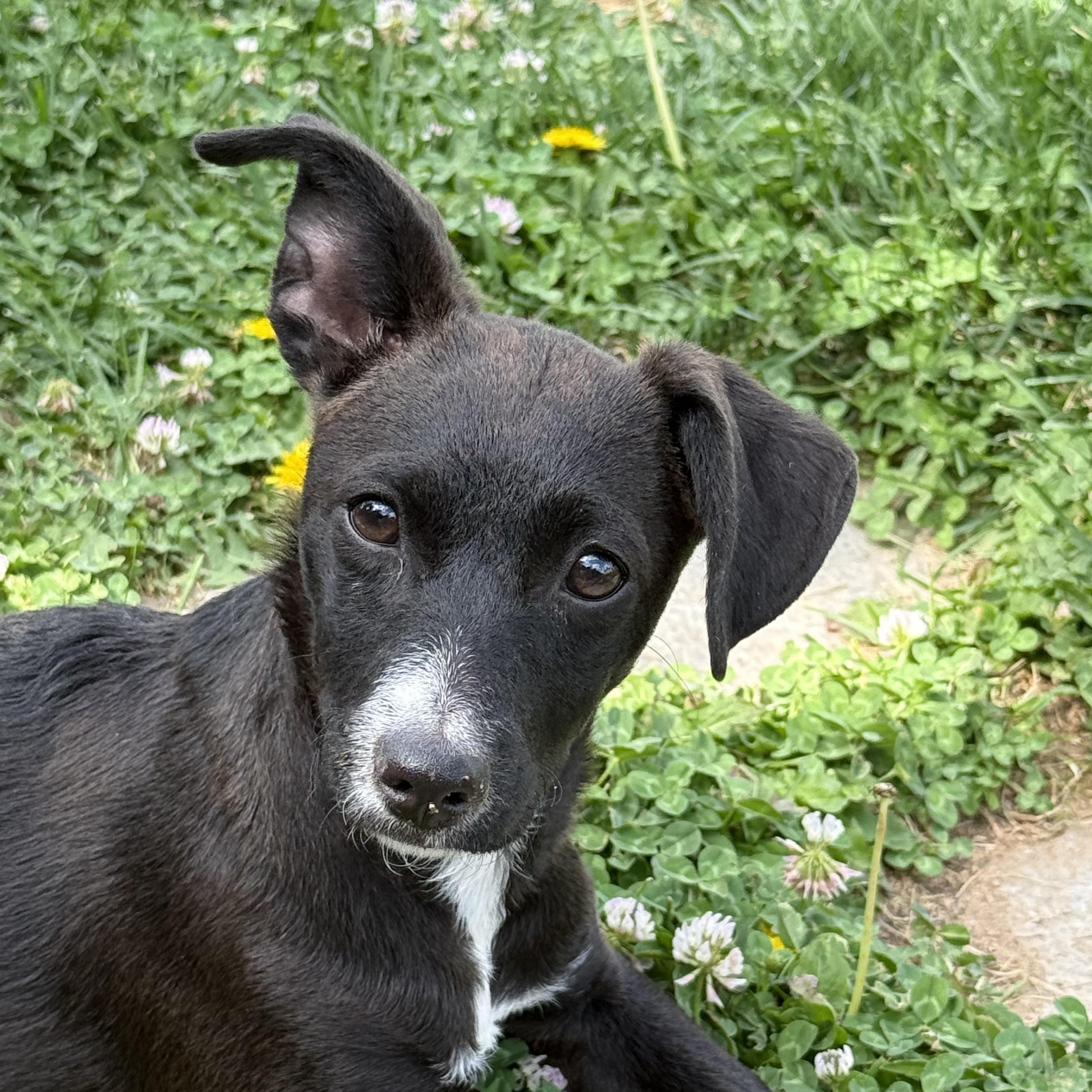 Enlarge Chloe, an adopted mixed breed in Gardnerville, NV image 2/2
