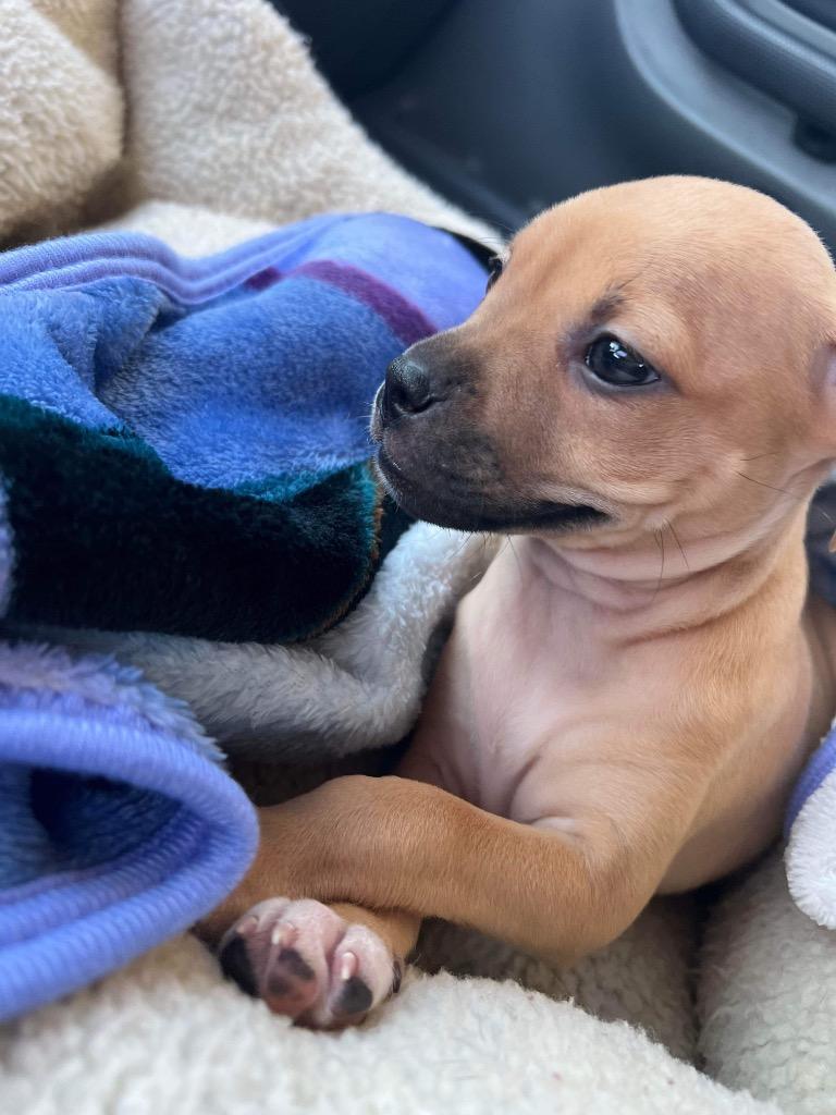 PLUTO, Adopted, Young Female Chihuahua & Pug.