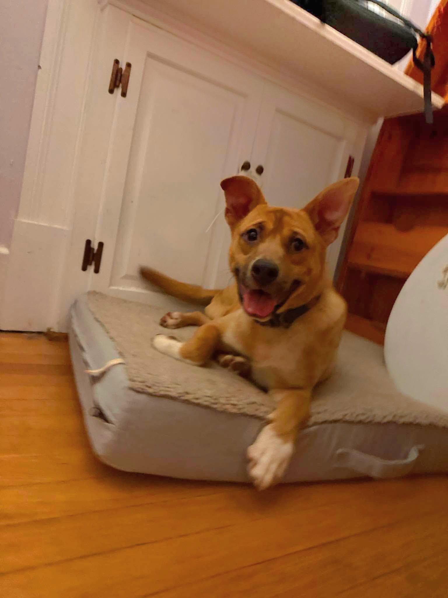 Enlarge Crash:  Not At shelter (Joan), a Adoptable Shepherd in Rustburg, VA image 1/3