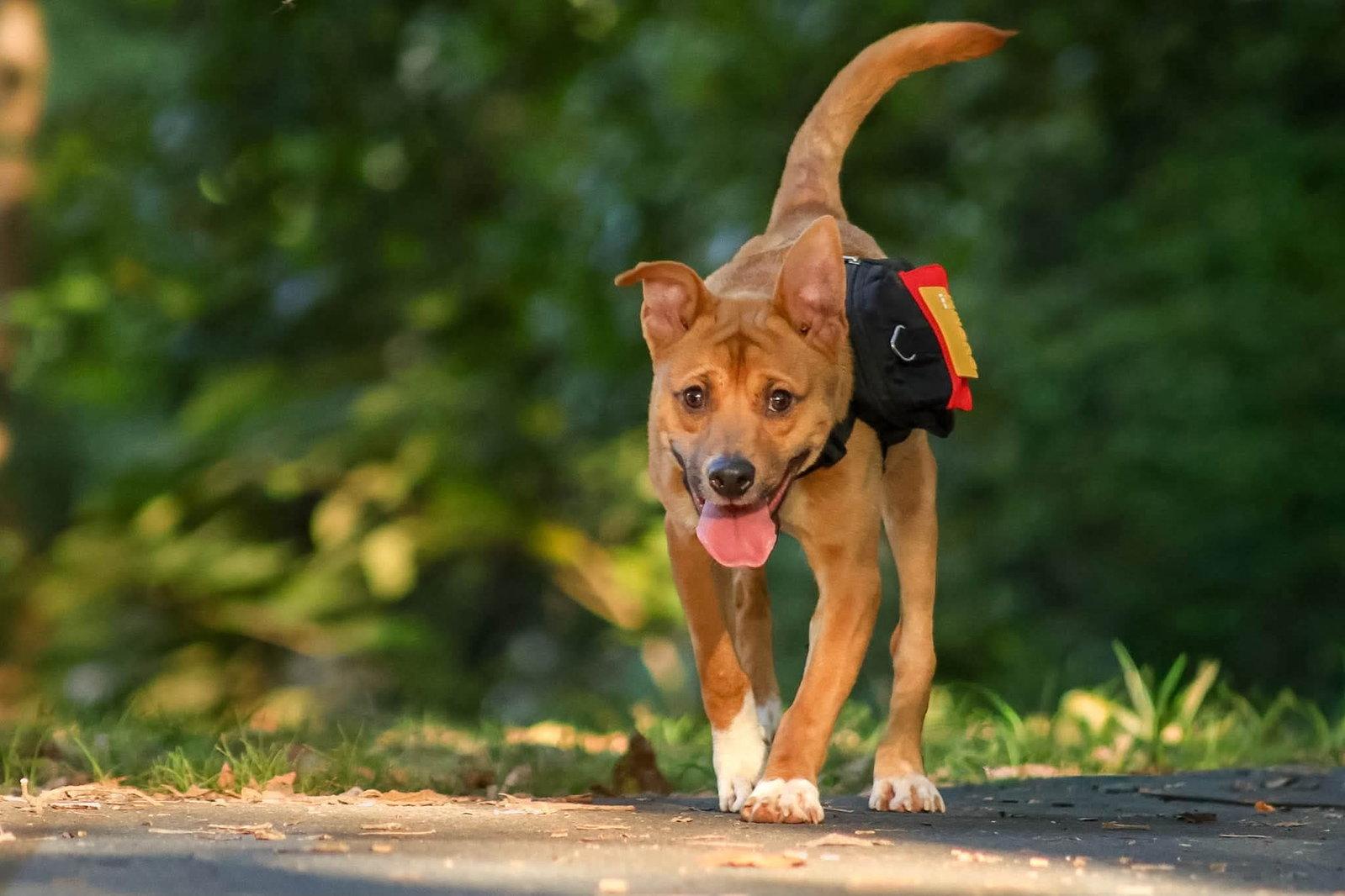 Enlarge Crash:  Not At shelter (Joan), a Adoptable Shepherd in Rustburg, VA image 2/3
