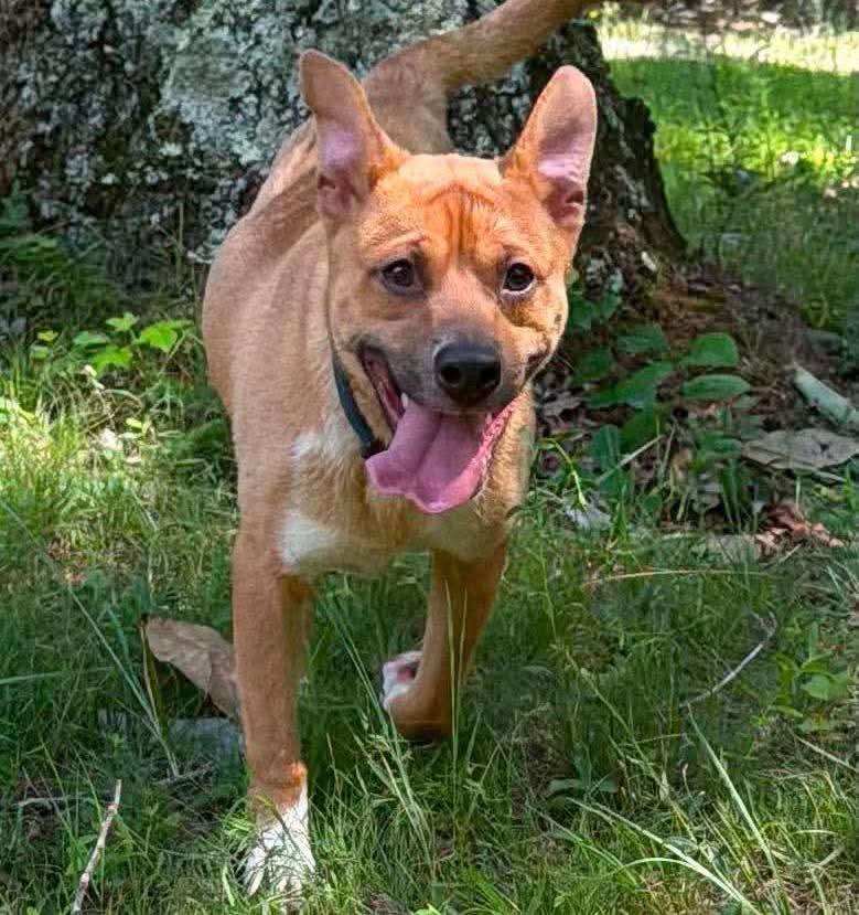 Enlarge Crash:  Not At shelter (Joan), a Adoptable Shepherd in Rustburg, VA image 3/3