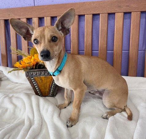 **BRYANT**, a Adoptable Chihuahua in North Prairie, WI image 1/3