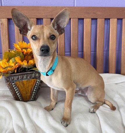 **BRYANT**, a Adoptable Chihuahua in North Prairie, WI image 2/3