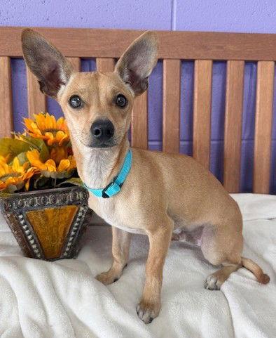 **BRYANT**, a Adoptable Chihuahua in North Prairie, WI image 3/3