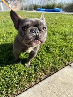 Max, ADOPTABLE, Young Male French Bulldog.