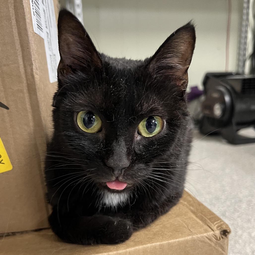 Enlarge Mama Charity, a Adoptable Domestic Short Hair in Mount Juliet, TN image 1/3