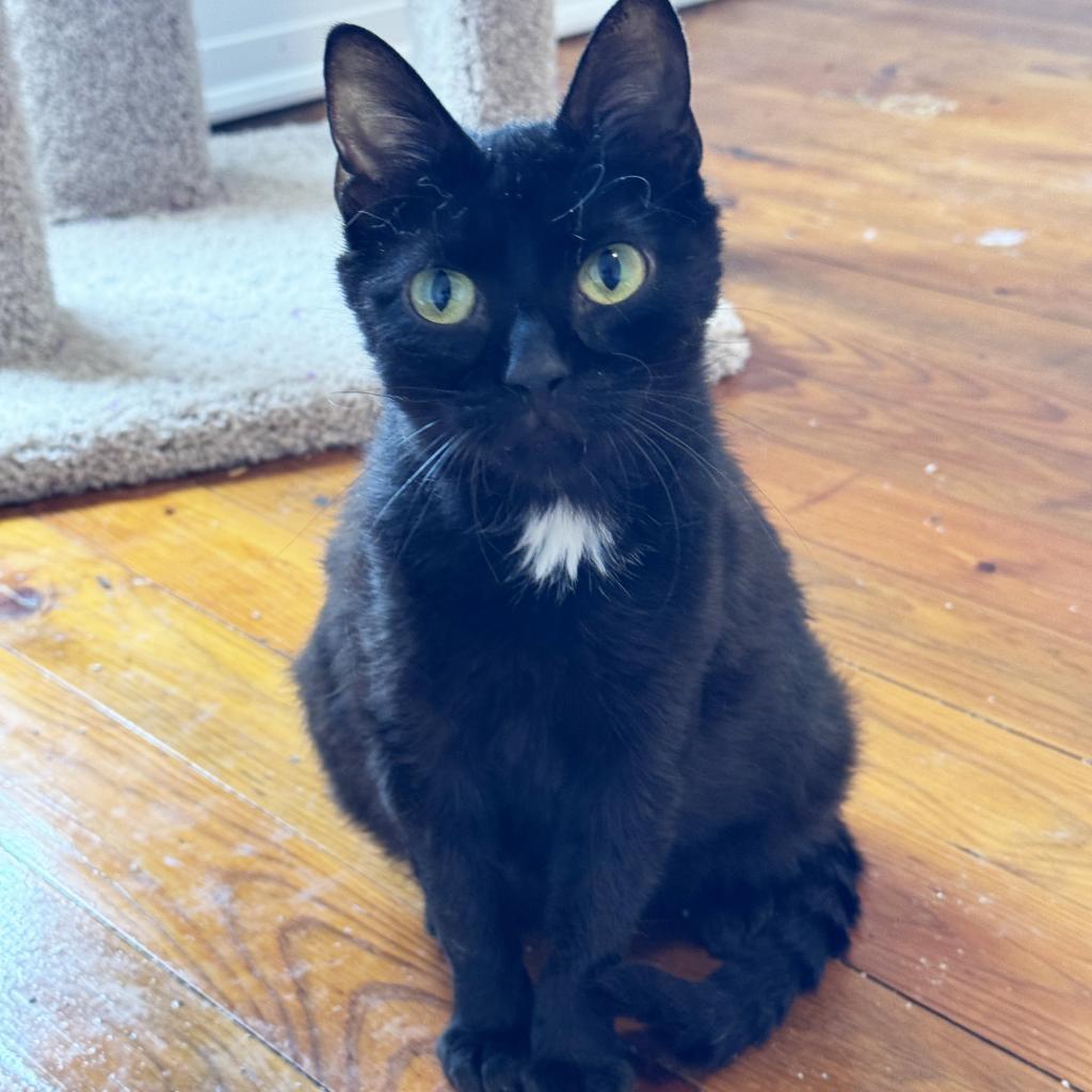 Enlarge Mama Charity, a Adoptable Domestic Short Hair in Mount Juliet, TN image 2/3