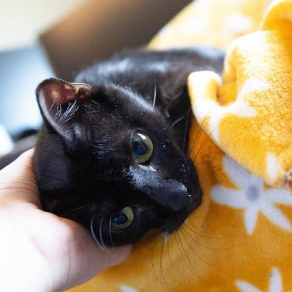 Enlarge Mama Charity, a Adoptable Domestic Short Hair in Mount Juliet, TN image 3/3