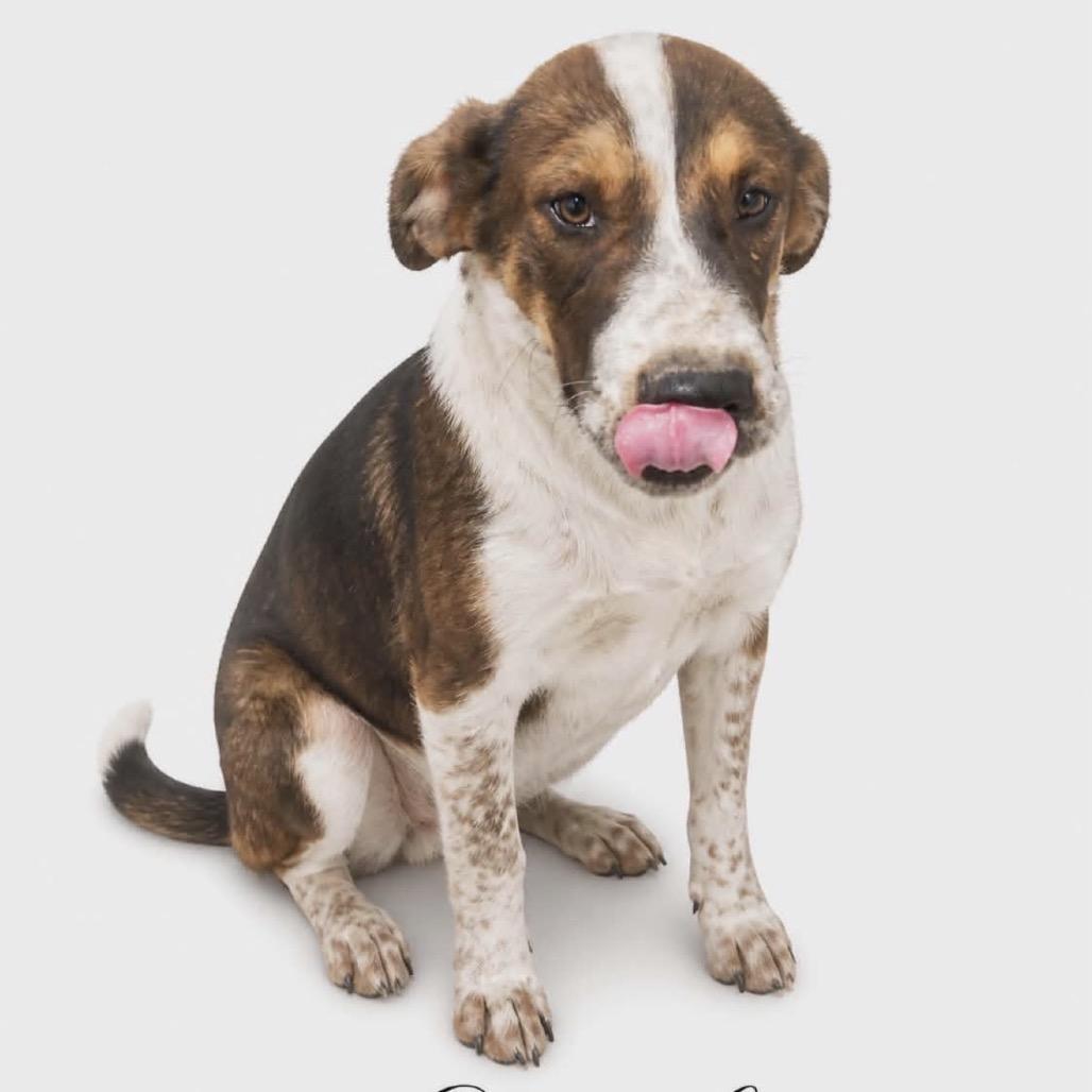 567 (2026) Sarah, a Adoptable mixed breed in Parker, CO image 3/6