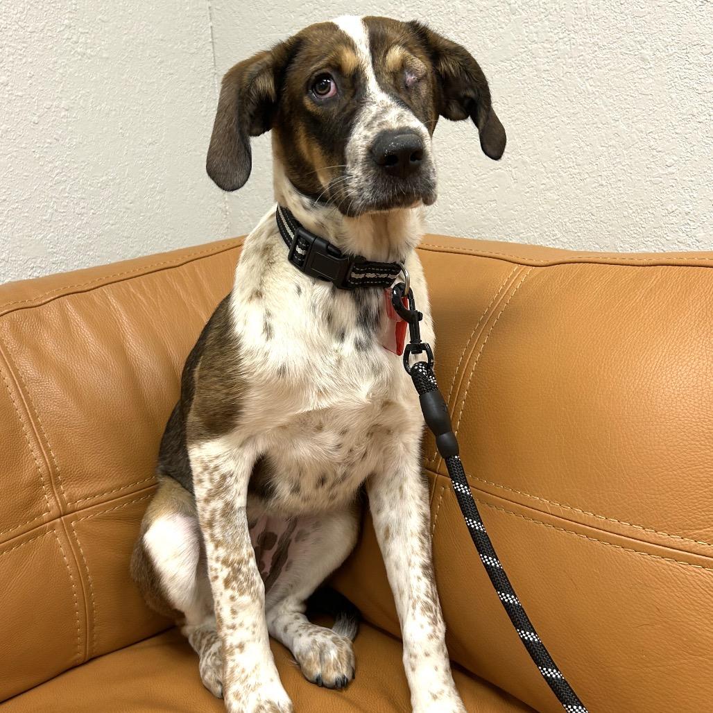 567 (2026) Sarah, a Adoptable mixed breed in Parker, CO image 4/6
