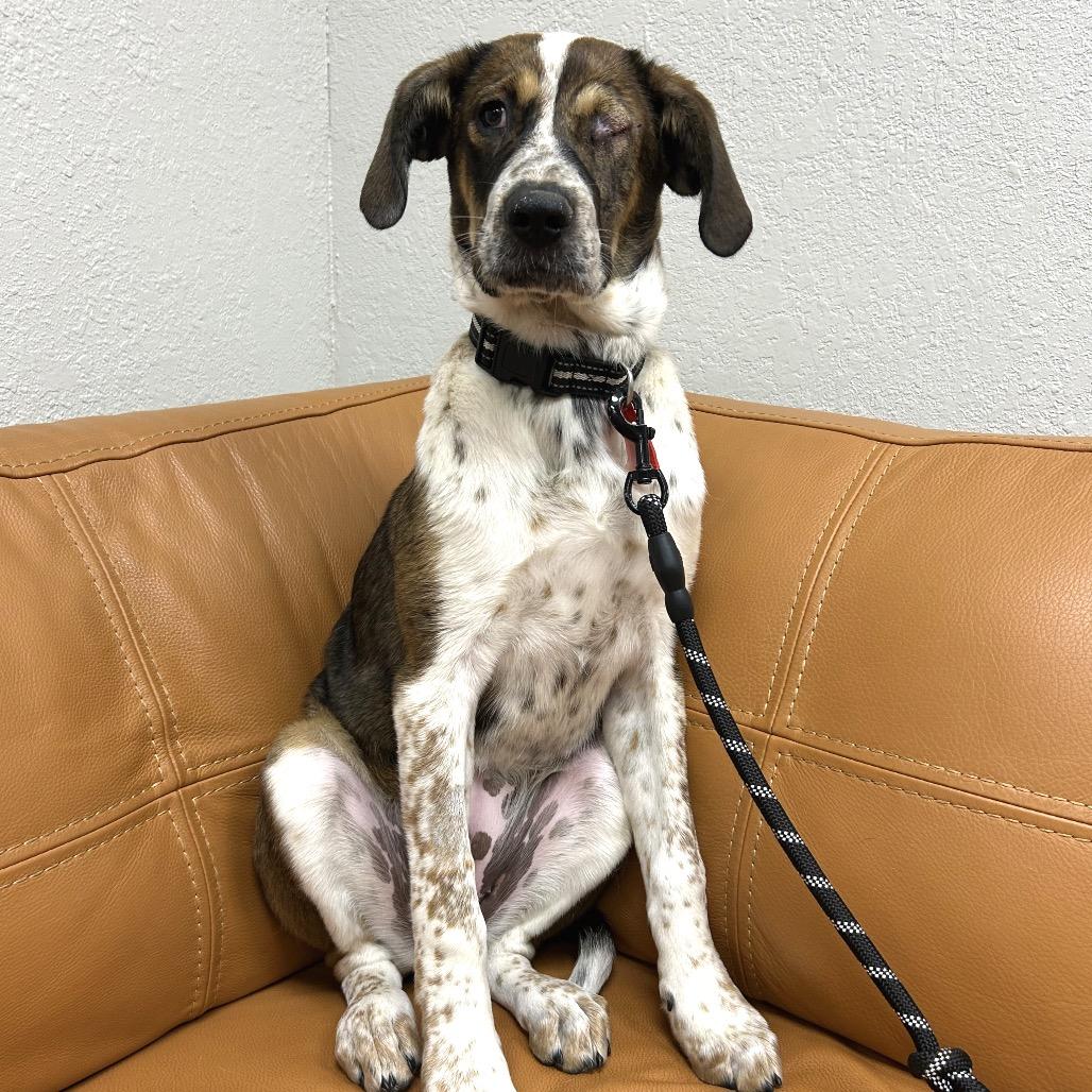 567 (2026) Sarah, a Adoptable mixed breed in Parker, CO image 5/6
