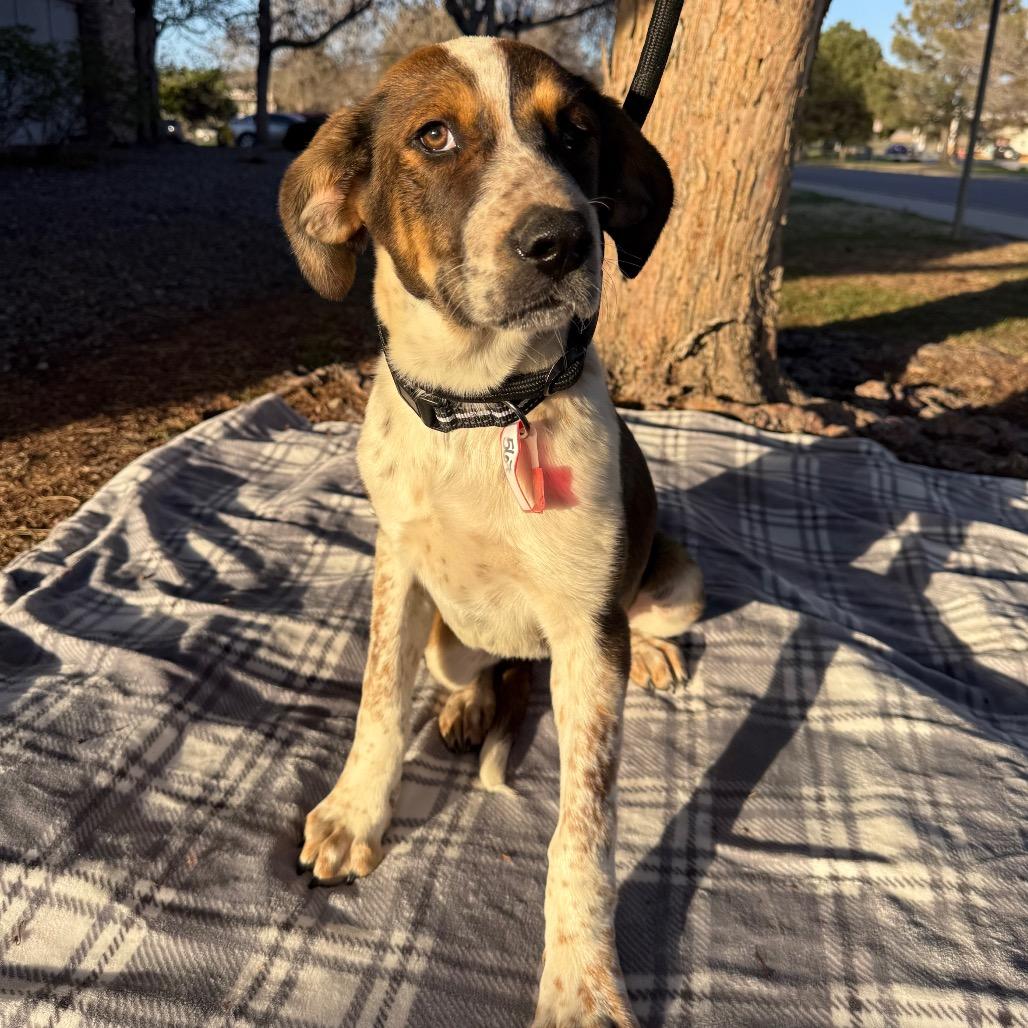 567 (2026) Sarah, a Adoptable mixed breed in Parker, CO image 6/6