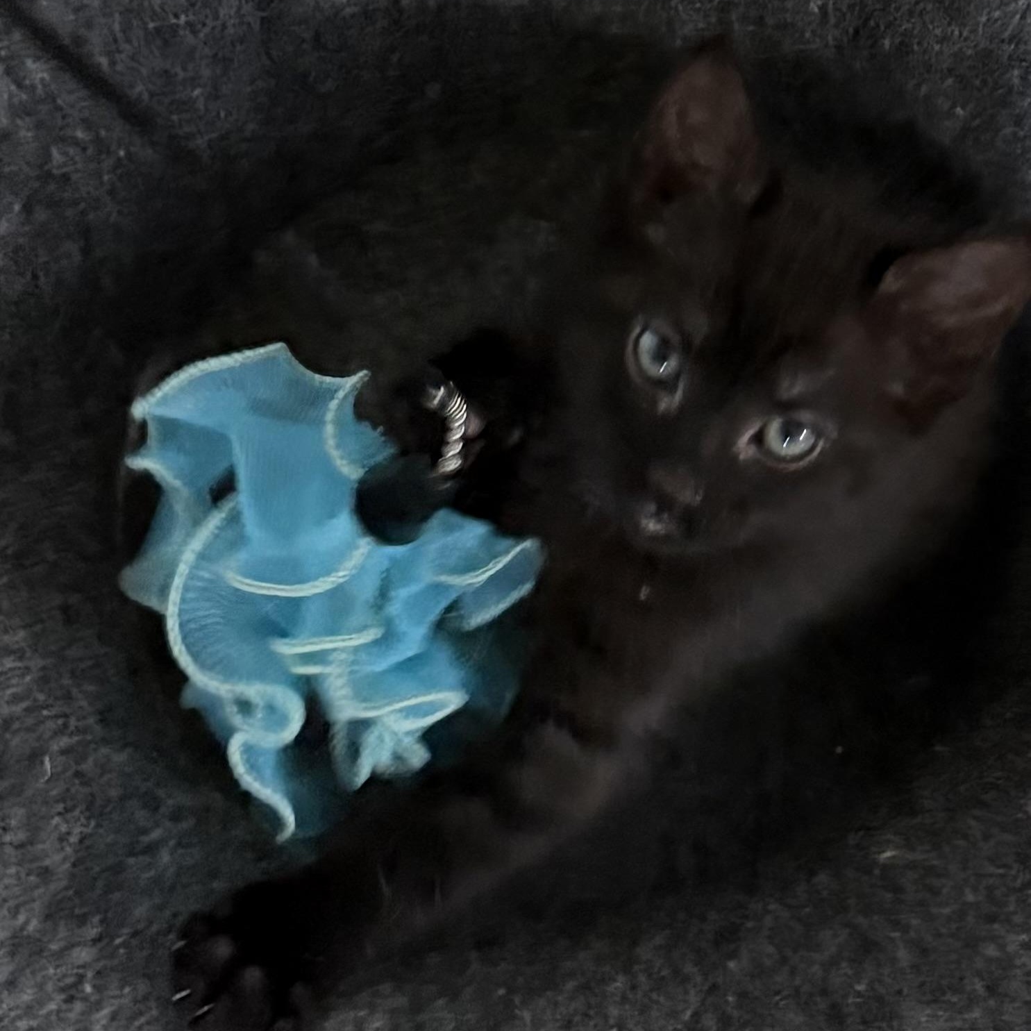 Enlarge Dom Groth, a Adoptable Domestic Short Hair in Denver, CO image 2/4