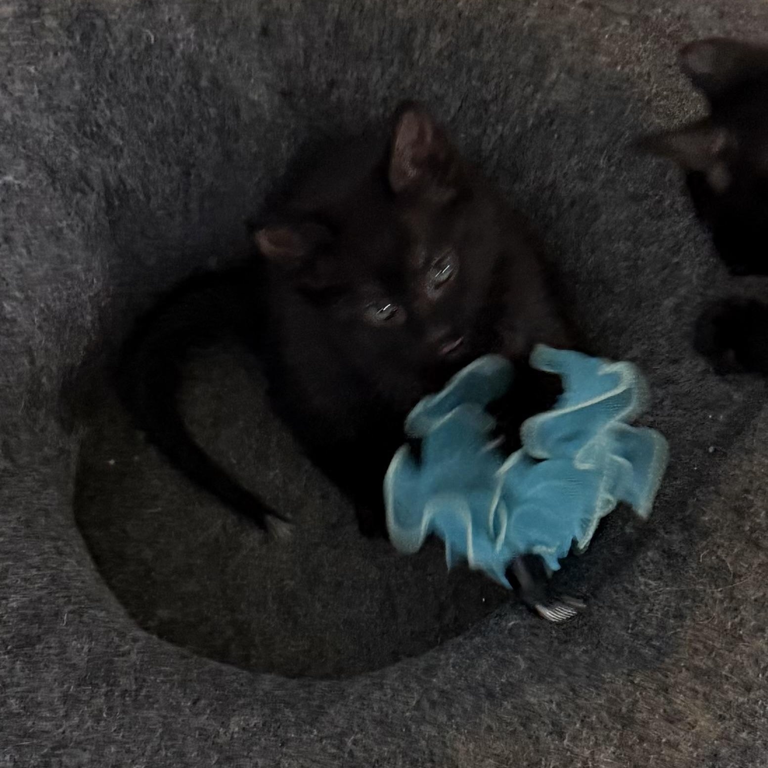 Enlarge Dom Groth, a Adoptable Domestic Short Hair in Denver, CO image 3/4