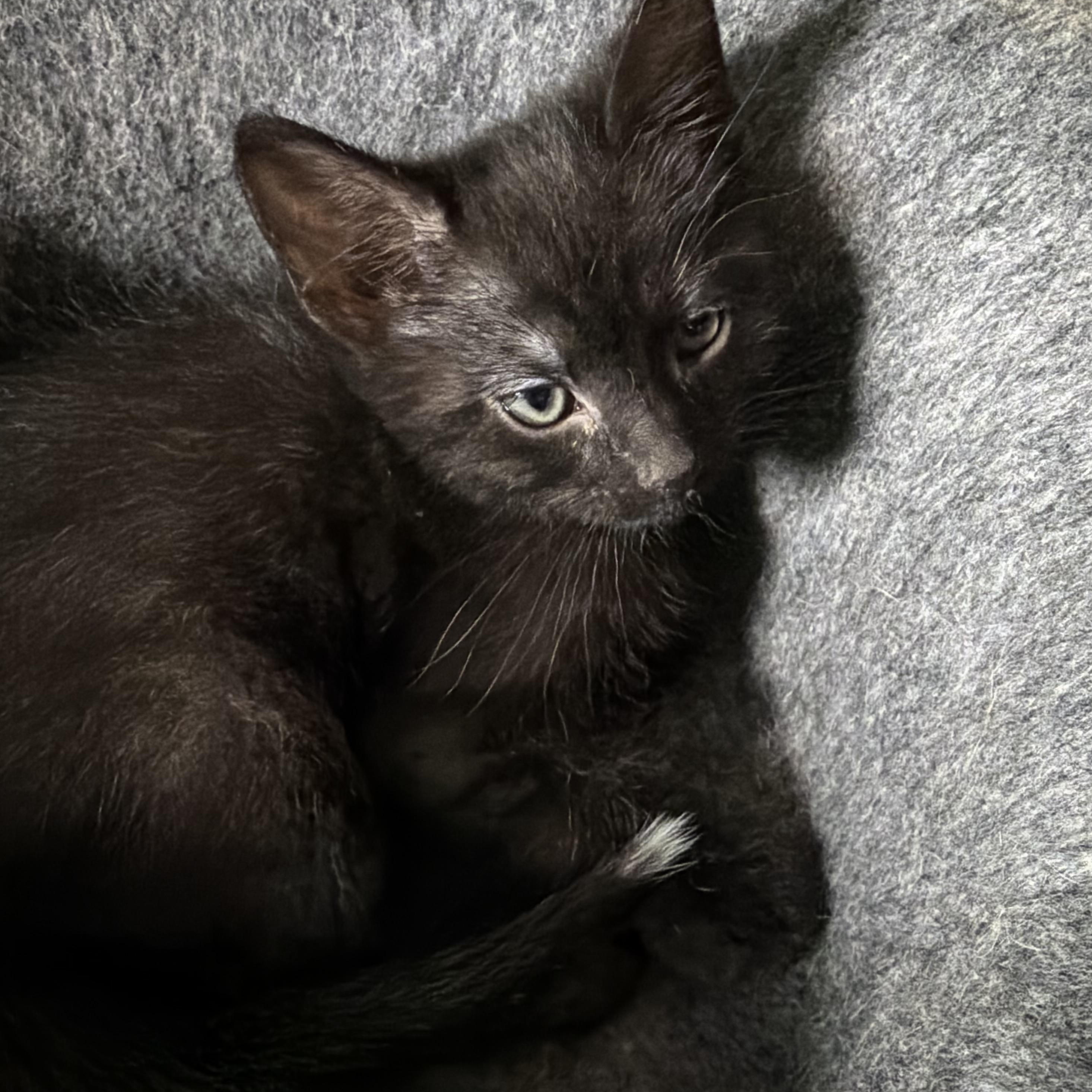 Enlarge Dom Groth, a Adoptable Domestic Short Hair in Denver, CO image 4/4